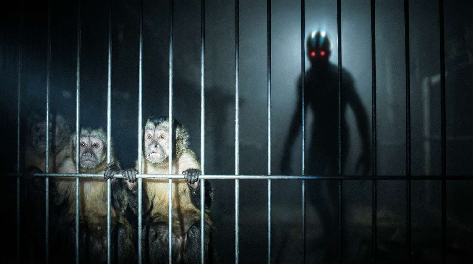 Macacos atrás de grades e, ao fundo, uma silhueta de olhos vermelhos